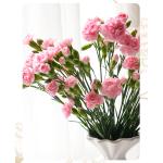 Pink Spray Carnation